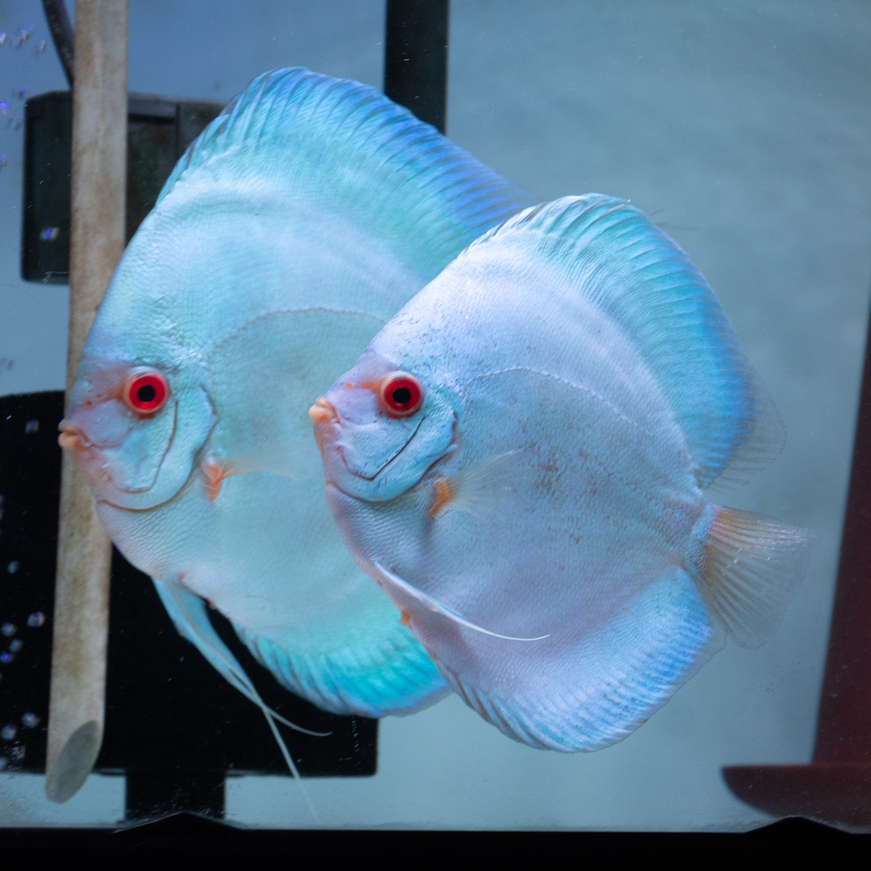 熱帯魚 デジタルリストア版('95台湾) Blu-ray 熱帯魚 デジタルリストア