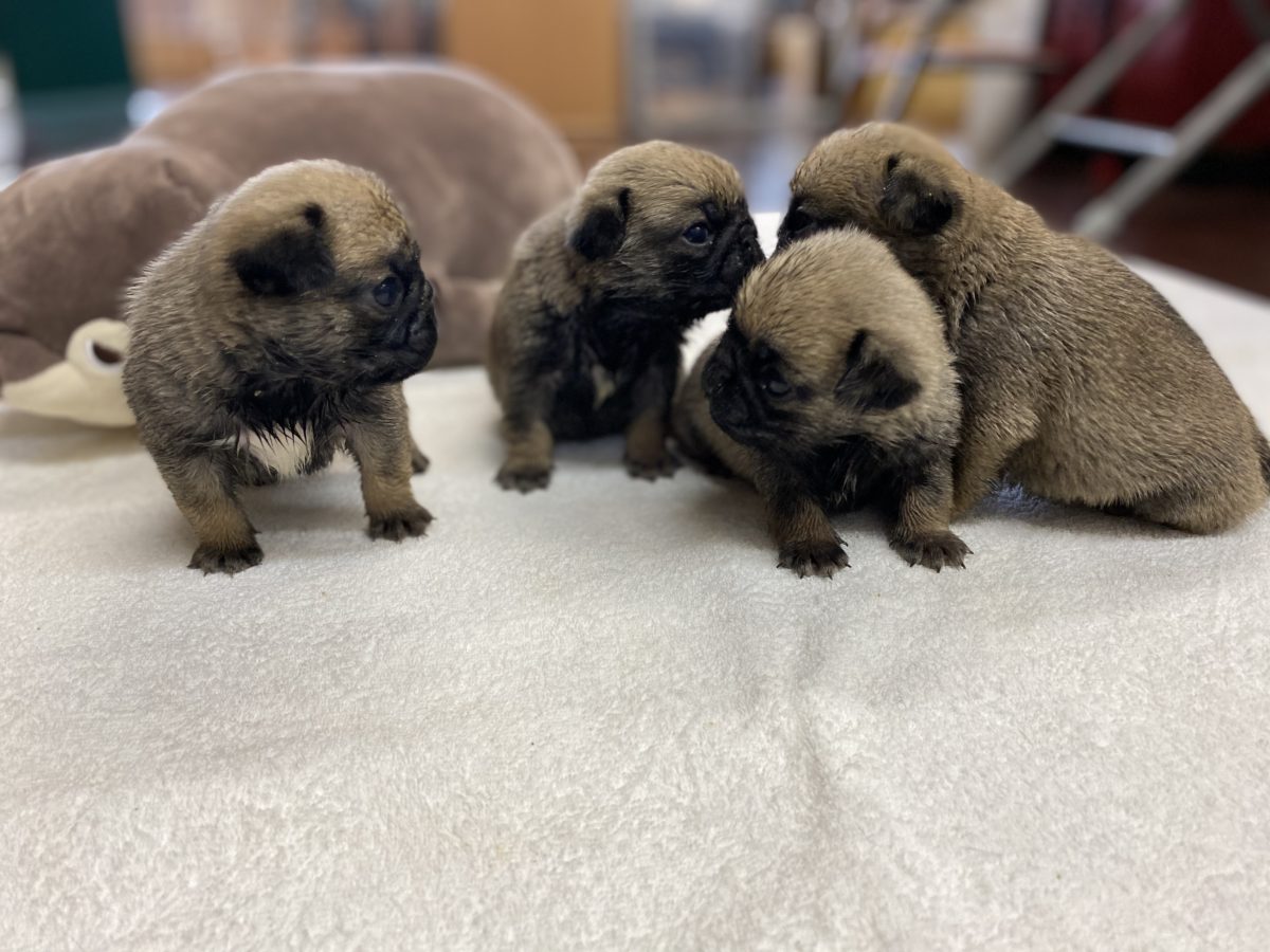 パグちゃんず💛 | Dog Salon Akiba