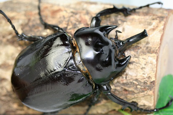 ラミレスゾウカブト｜ドルクスダンケ