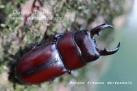 ダイトウヒラタクワガタ