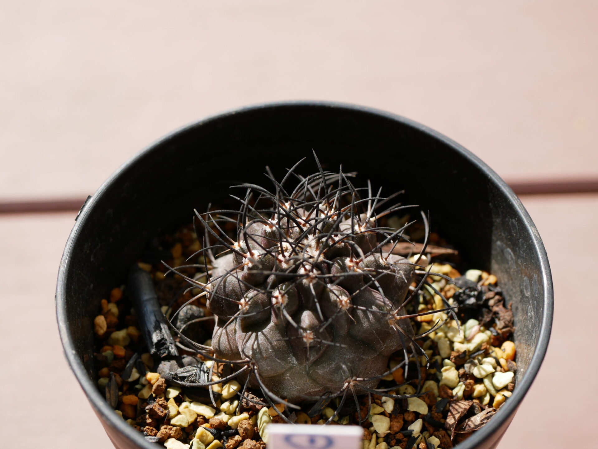 Copiapoa griseoviolacea 栗星玉 - draftone blog | 多肉植物