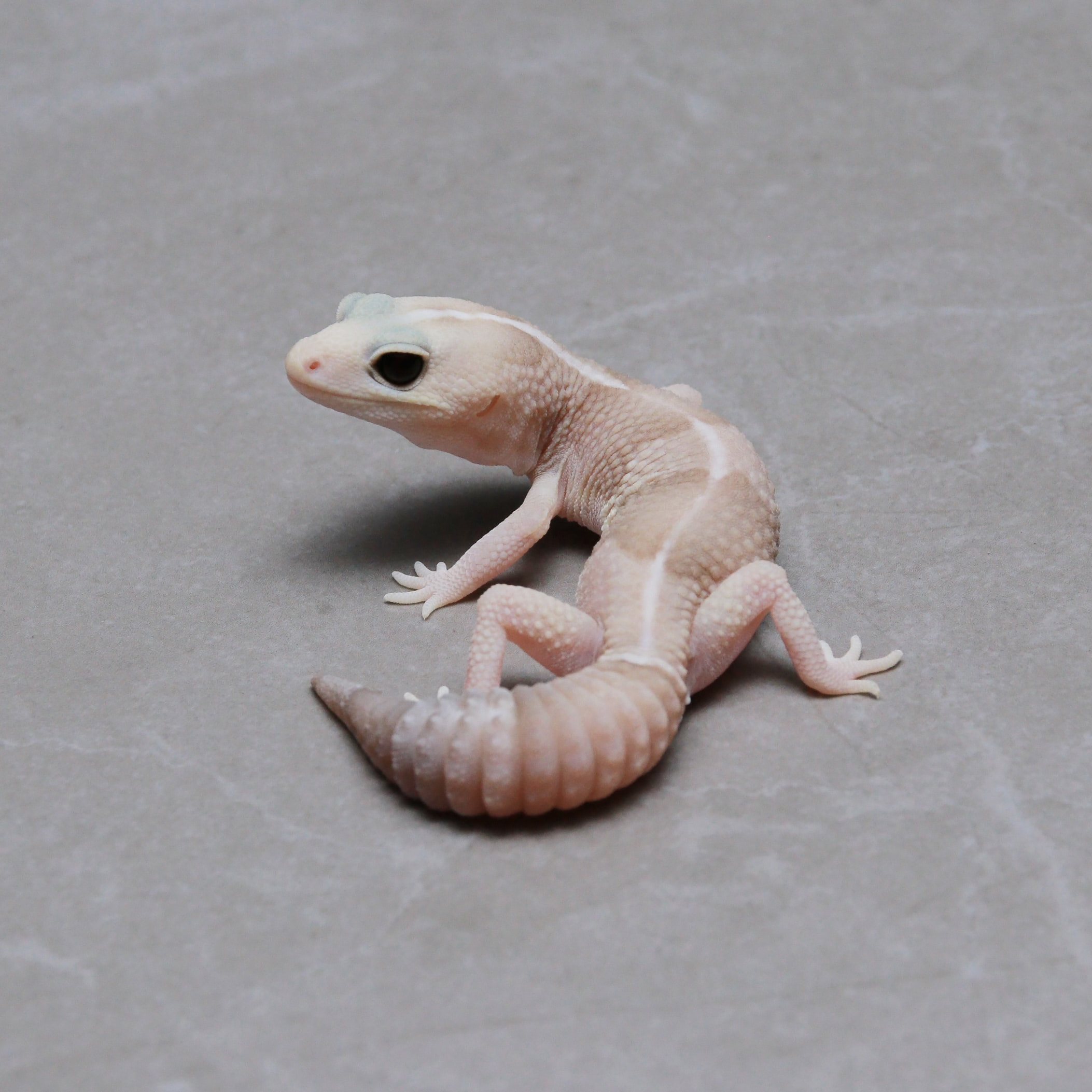 取り寄せリスト - ダブル - USSI_OSAKA