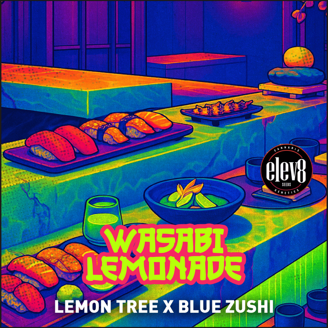 Zushi Shop Breeders Box | Blue Zushi Genetics | Save $213.60