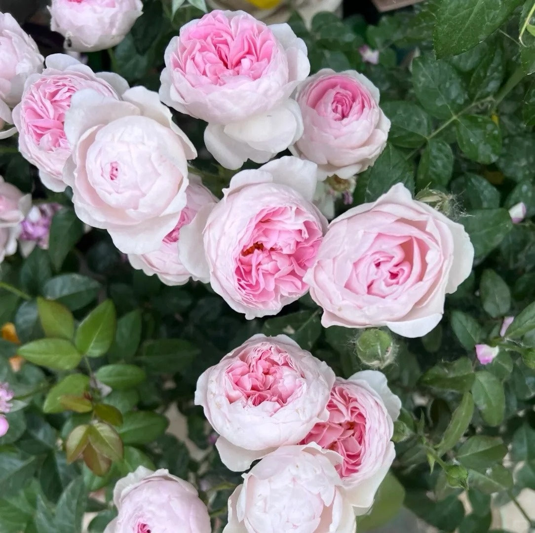 Mon Coeur Rose-我的心｜Japanese Shrub Rose – Ergongzy Roses