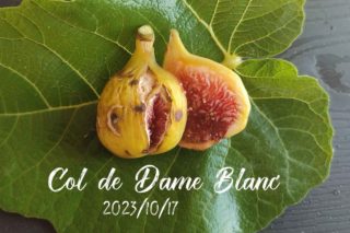 Golden Riverside Fig(UCR 278-128) ゴールデンリバーサイド イチジク