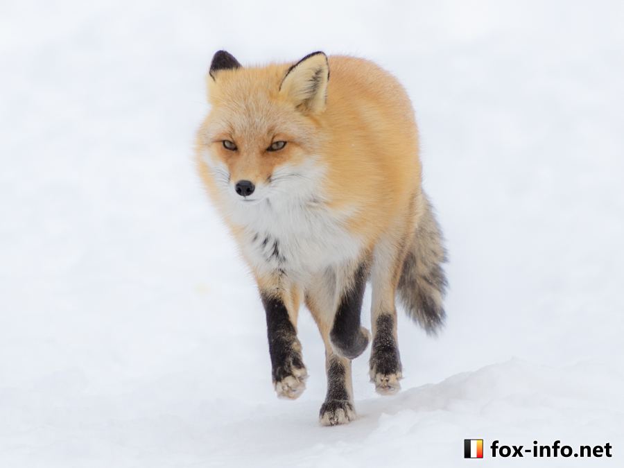 あるきつね | スタンダード | キツネ写真館