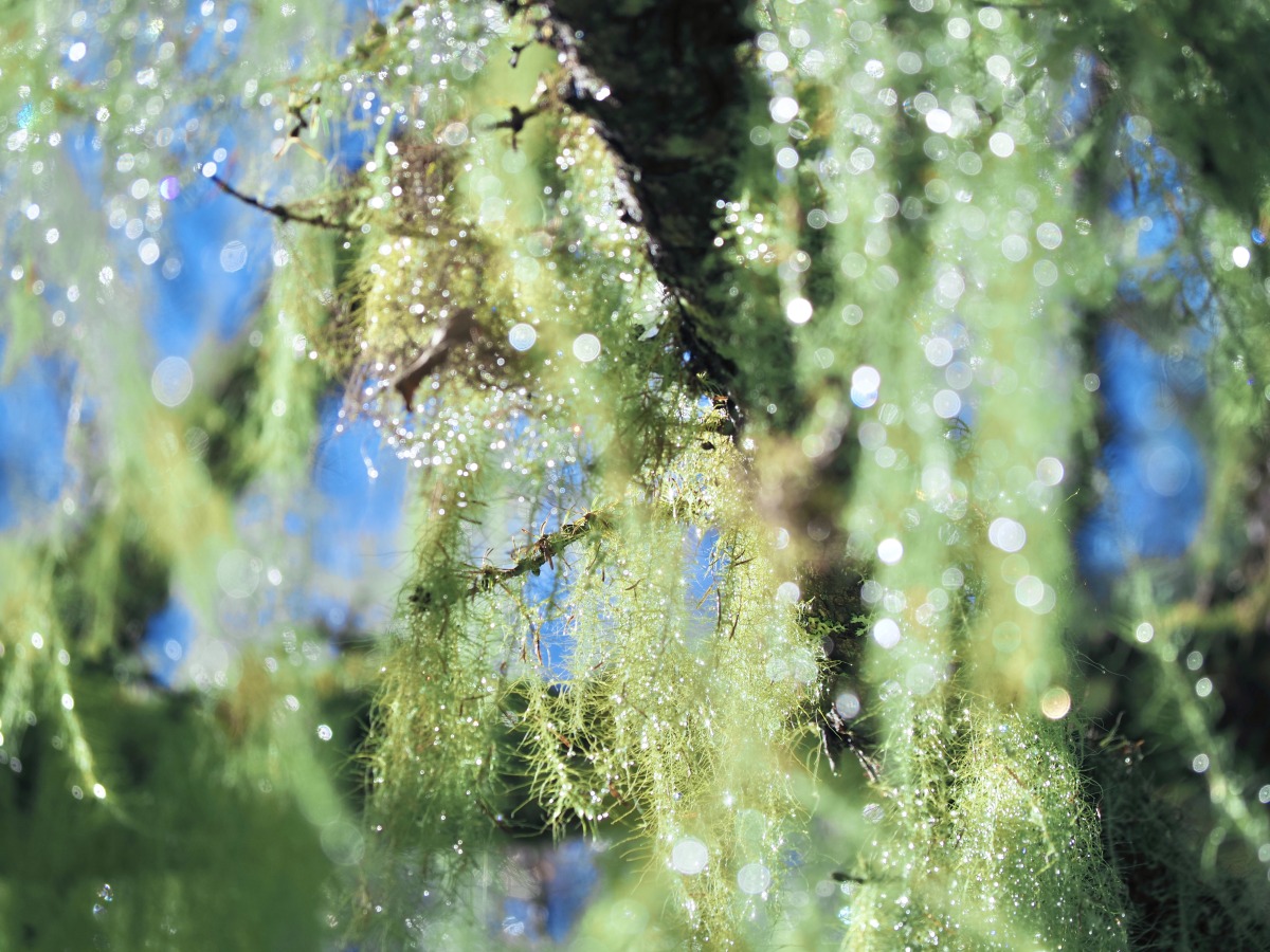 軽やかなミラーレス一眼カメラ「OM-5」とともに山のなかへ「OM-5