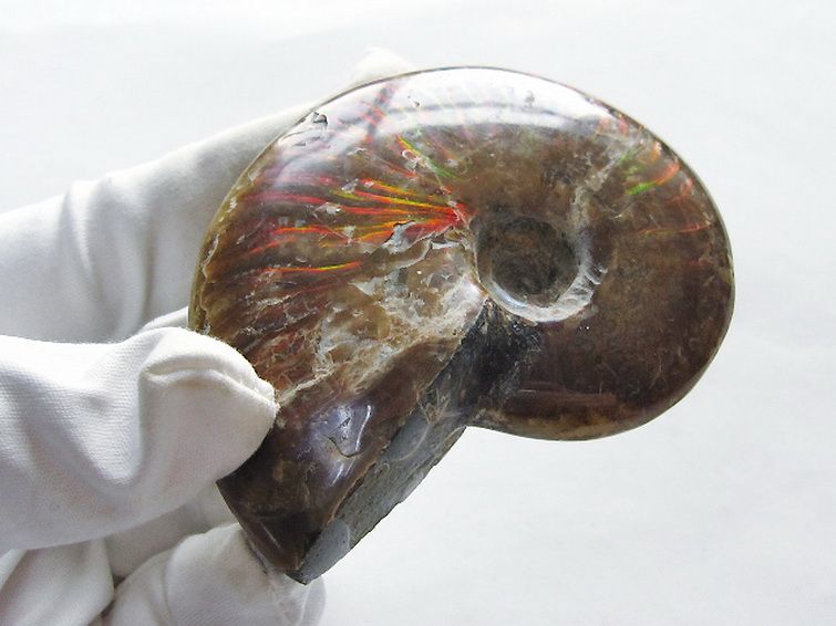 パワーストーン 天然石 虹入りアンモナイト化石[T570-4975]