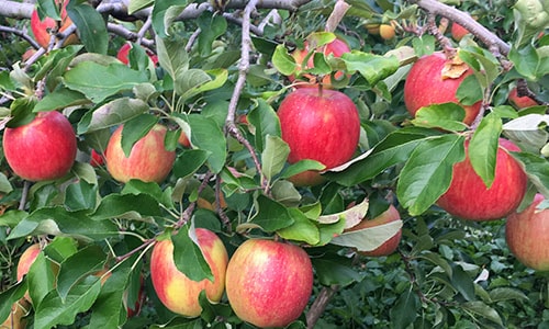 シナノドルチェ〔セット商品〕 | すべての商品 | 信州〈長野〉より産直