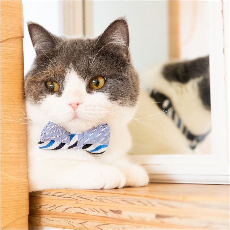 デートくらいするよ｜猫のための蝶ネクタイ（ハーフサッカーレジ