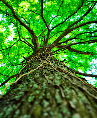 フィトンチッド | Grow link【グローリンク】