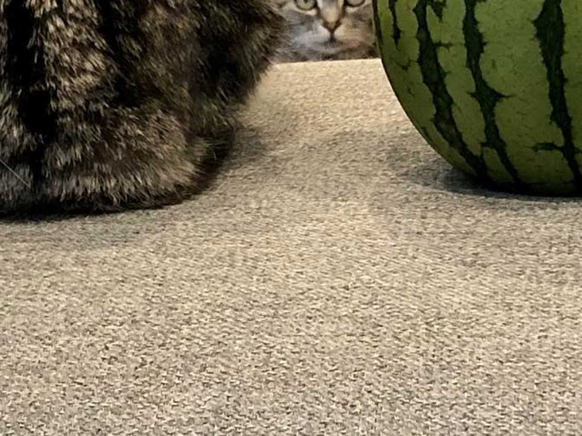 かわいらしい模様の猫 スイカと並ぶと… 「吹き出しそうになった