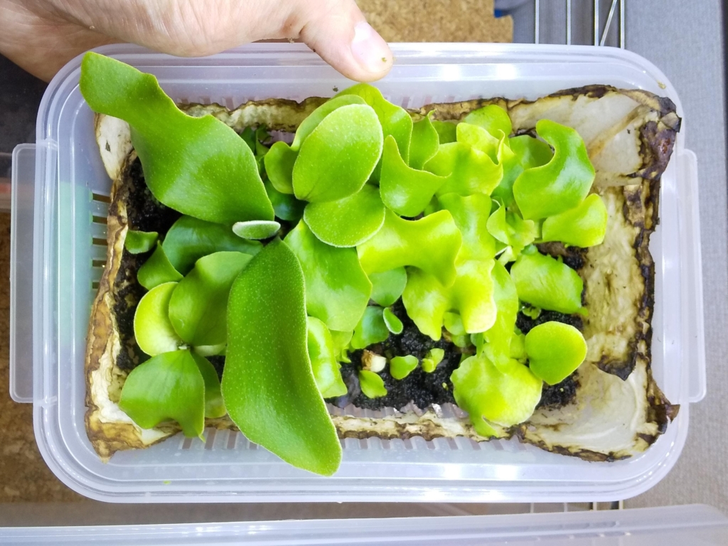 コレを見ればできる！】ビカクシダ胞子から子株まで育成する方法～胞子