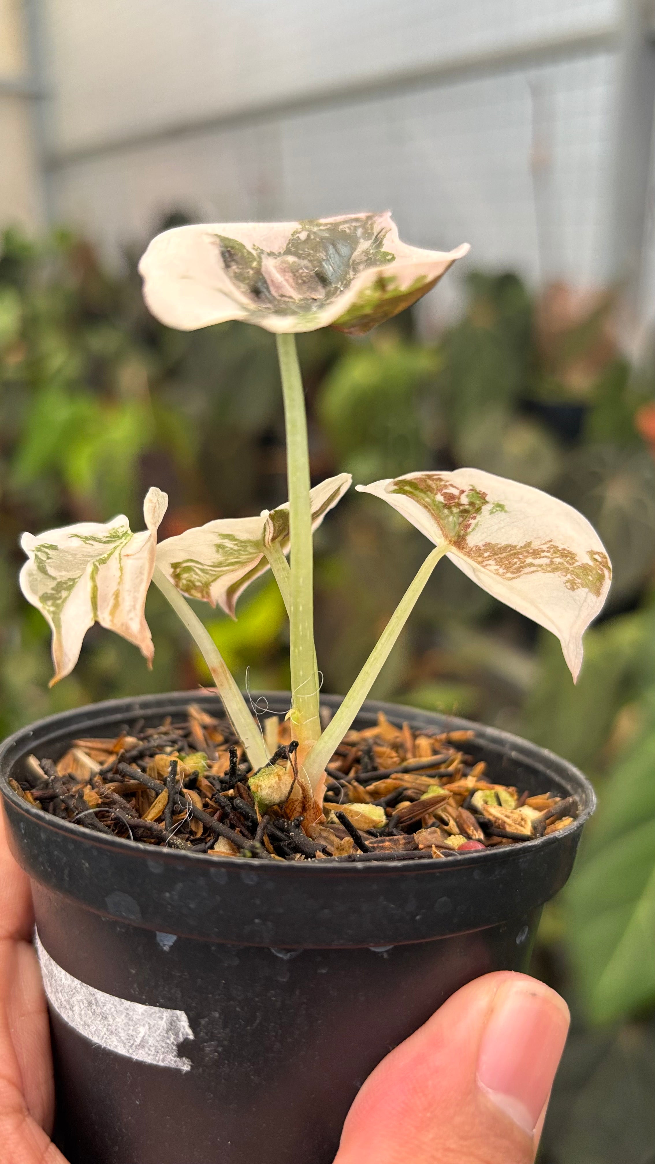 Alocasia Cuprea Pink Variegated – Greenspaces.id