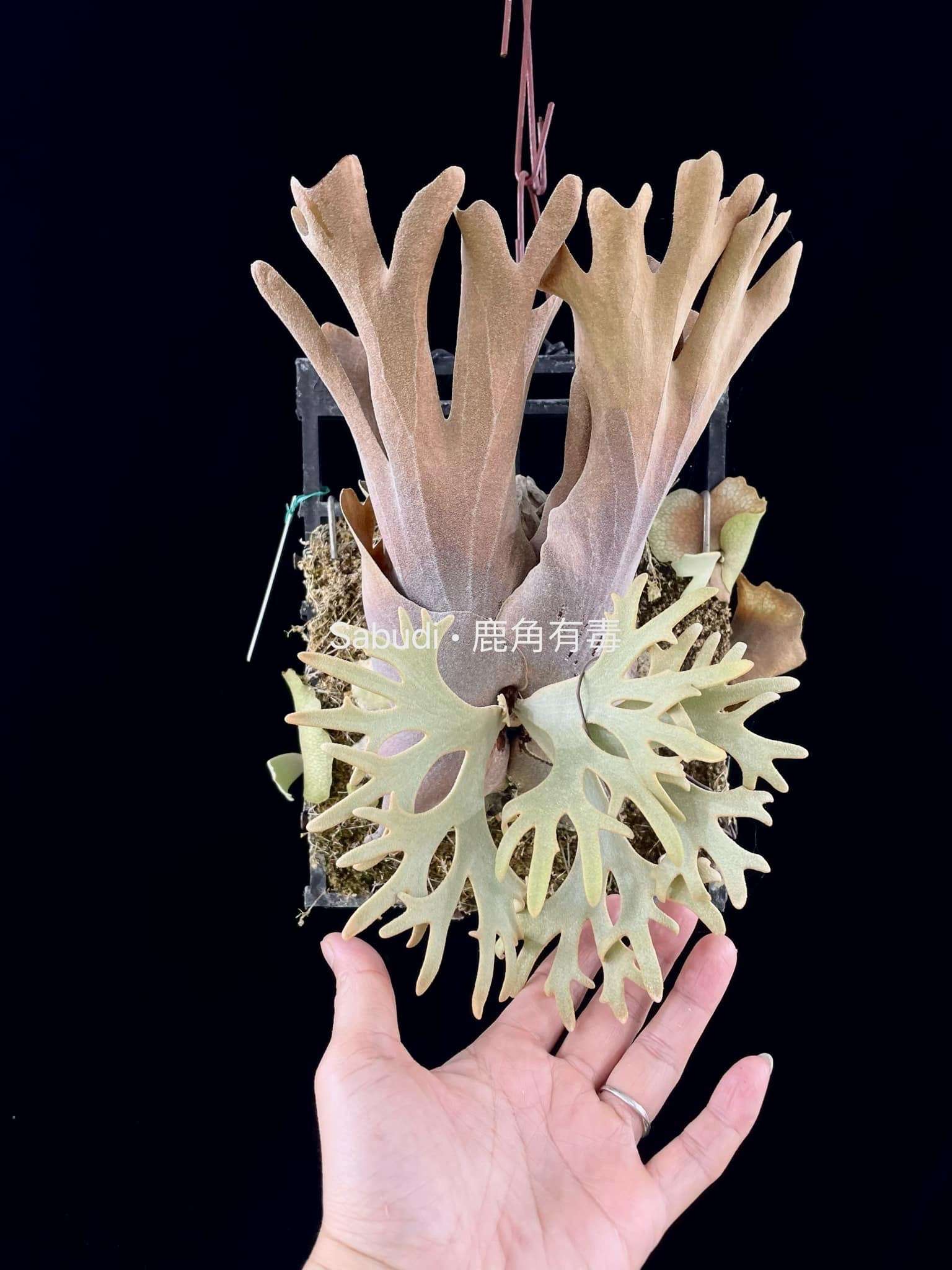 P. Willinckii Yellow Moon Spore - Platycerium | Rare Dwarf – HCorchids