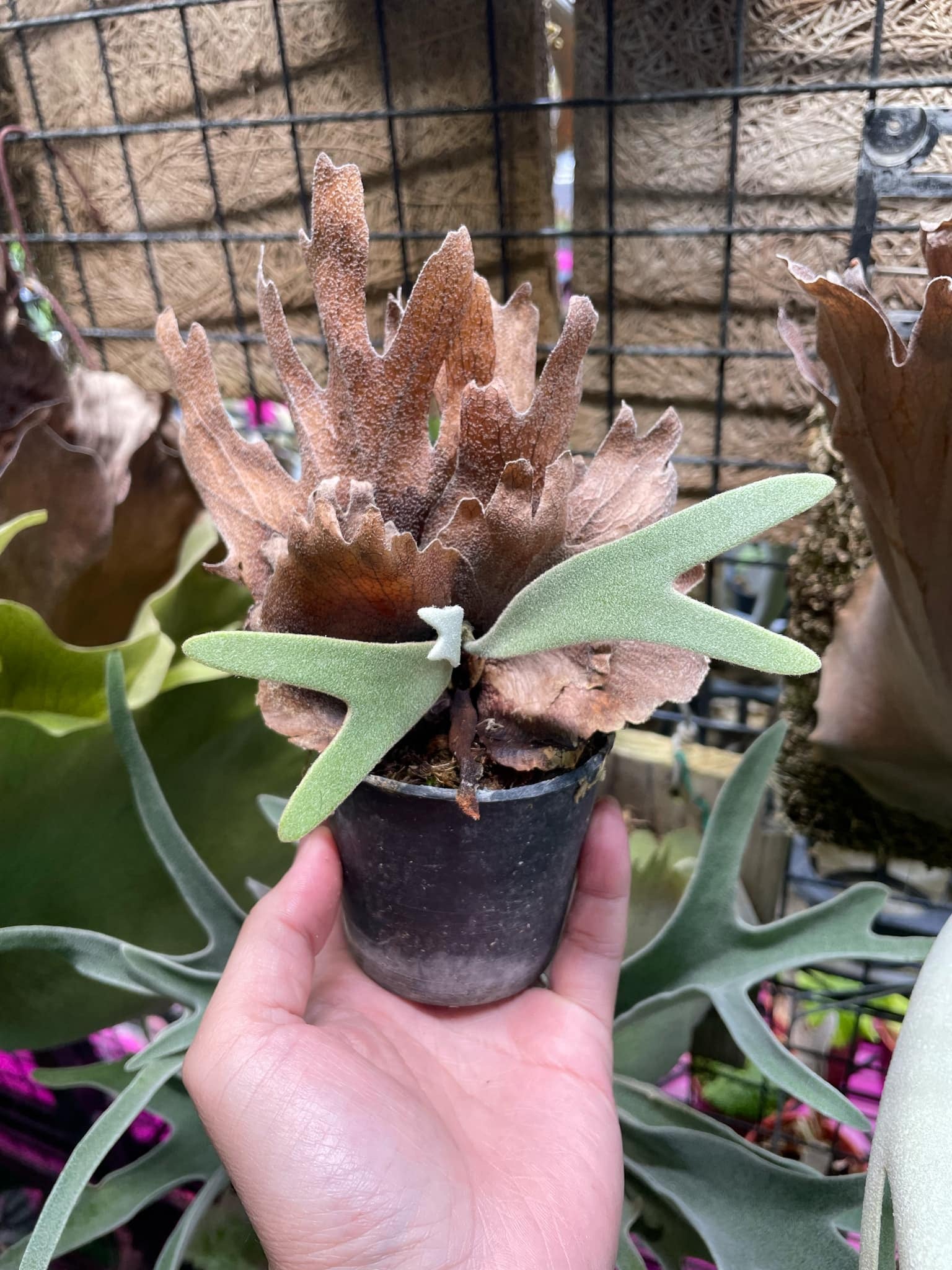 P. Willinckii Tanya Dwarf Platycerium - Rare Find – HCorchids