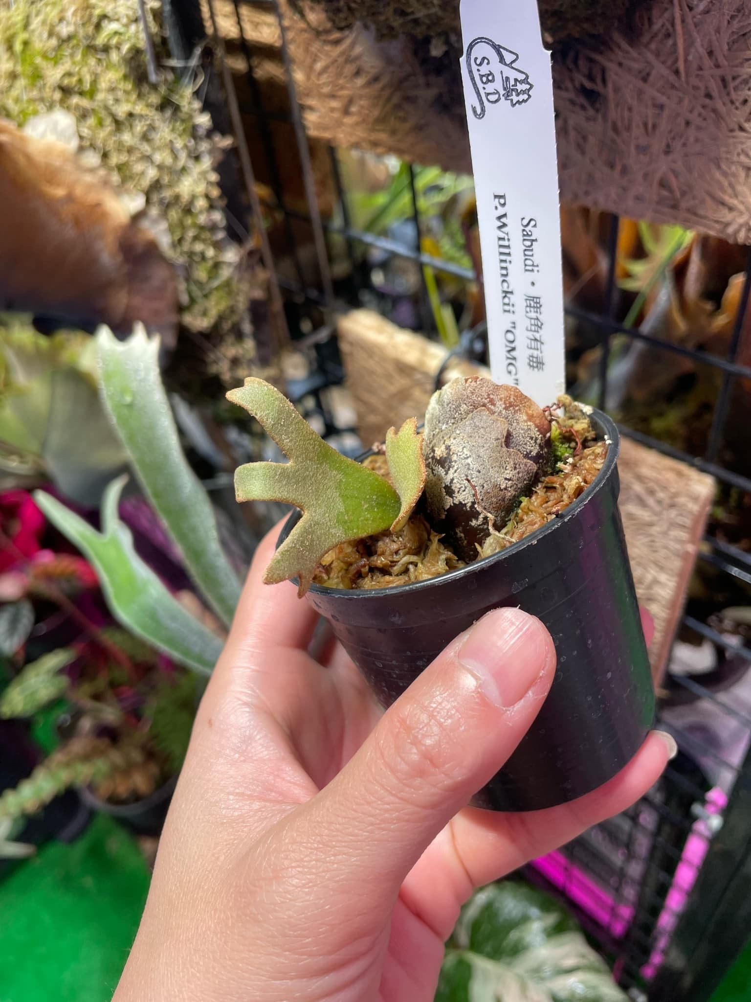 P. Willinckii “OMG” Plant - Buy Now | Rare & Indoor – HCorchids