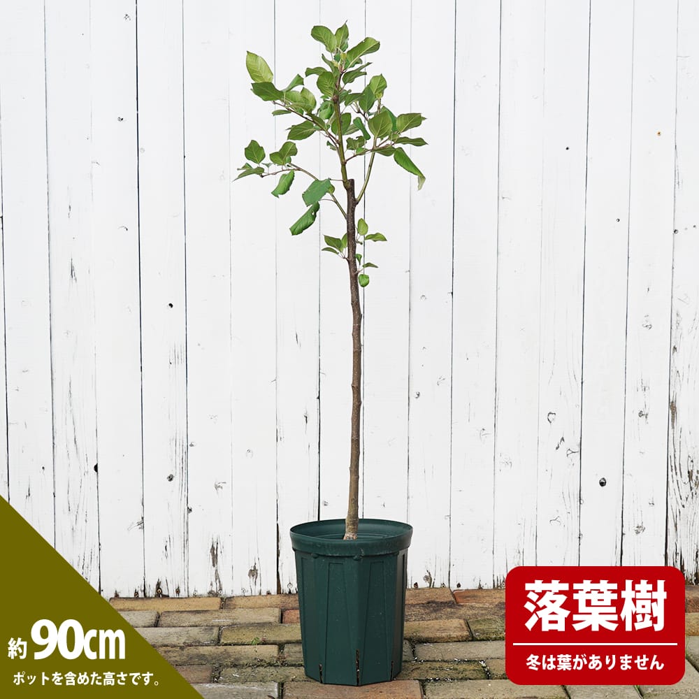 モモ 黄桃 黄金桃 苗 育て方 苗木部 By 花ひろばオンライン