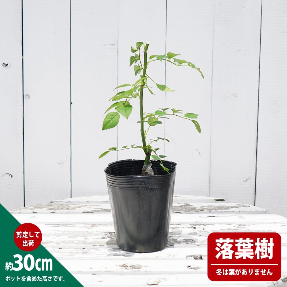 000000000588-02.jpg?size=l&w=