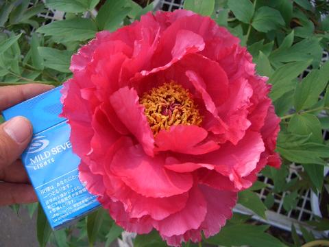 000000002534-01.jpg?size=m&w=