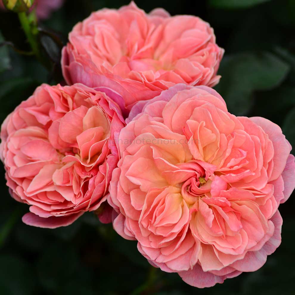 バラ かおりかざり｜ROSE Kaorikazari｜花の手帖のwebバラ図鑑