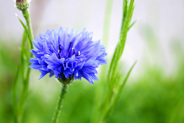 矢車菊の花言葉（矢車草）英語や誕生花も | 花言葉-由来