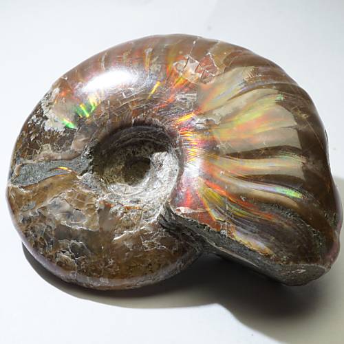 遊色アンモナイト (クリオニセラス) 化石 約42g＜天然石 化石 送料