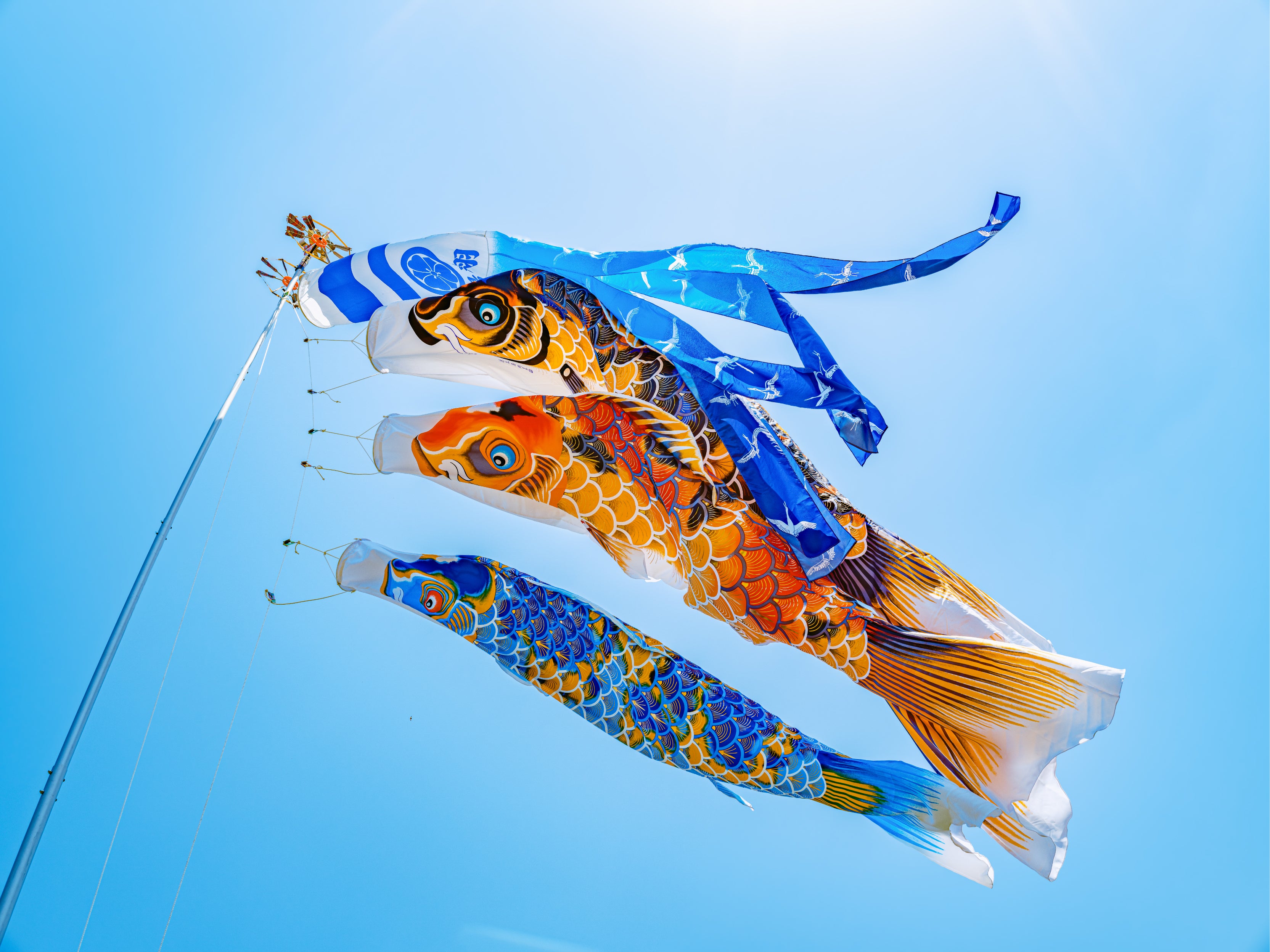 献上手染友禅之鯉【京錦】 – 晴れと暮らす