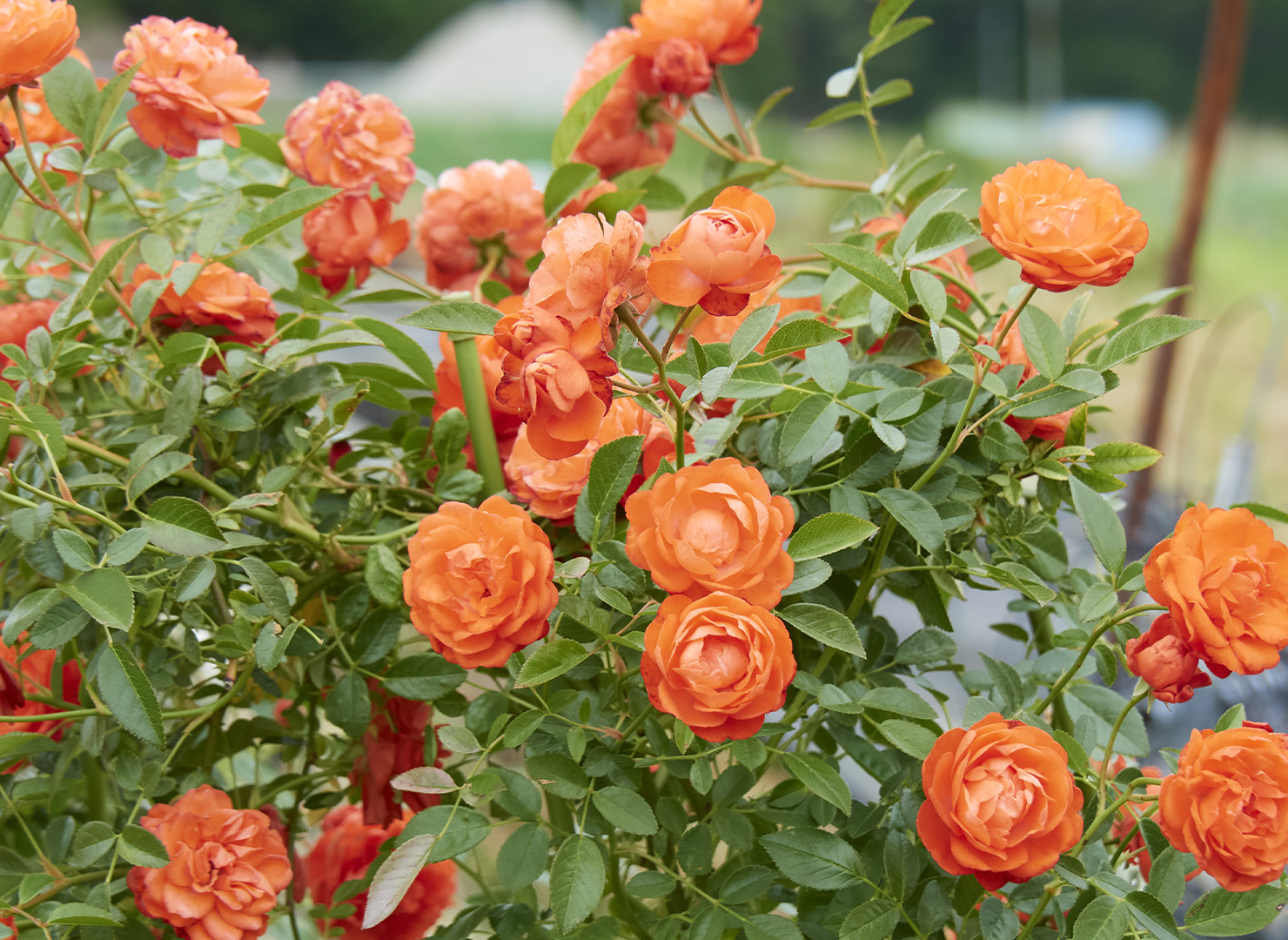 つる オレンジ マザーズディ – Orange Mothersday (Cl) | 姫野ばら園