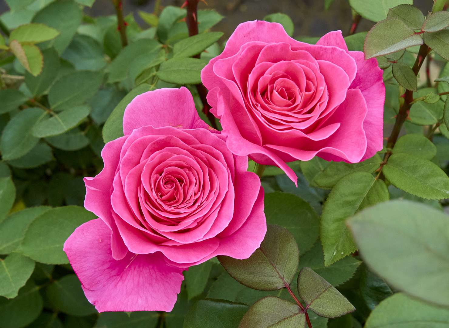 ピンク ピース – Pink Peace | 姫野ばら園八ヶ岳農場