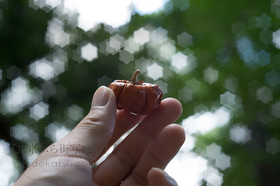 インダスター61 星ボケとシャープな描写のオールドレンズ Industar-61