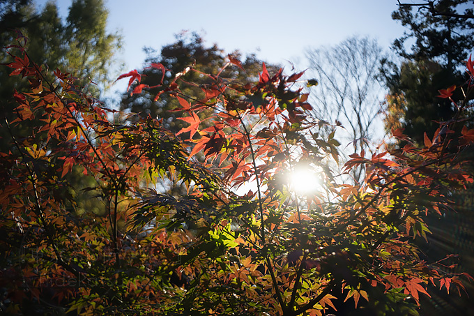 メイヤーの黄金期を垣間見られる準広角のPrimagon F4.5 35mm in 調布