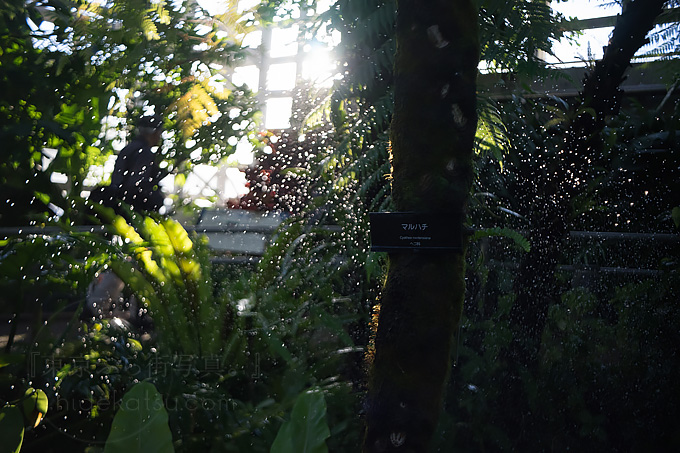 メイヤーの黄金期を垣間見られる準広角のPrimagon F4.5 35mm in 調布