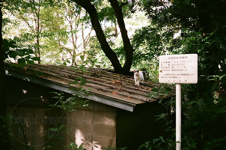 続・Primagon 35mmとフィルムカメラ。プリマゴンの階調表現とフィルム