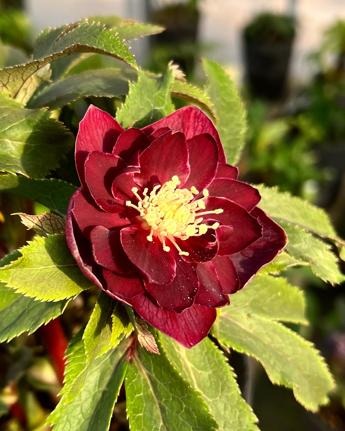 広瀬園芸 hirose_engei