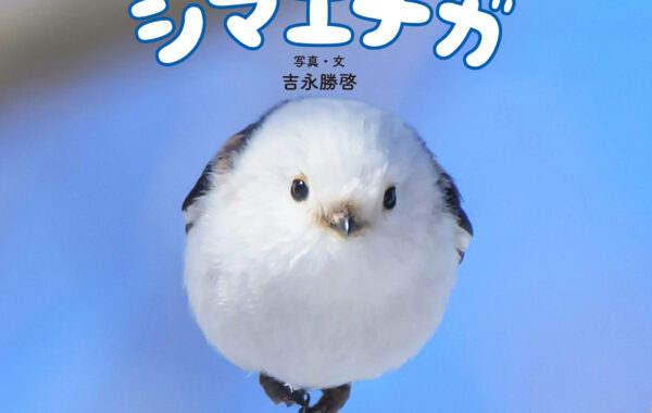 もふもふ（・⊝・）しゅっぱつ！“雪の妖精”シマエナガの写真集