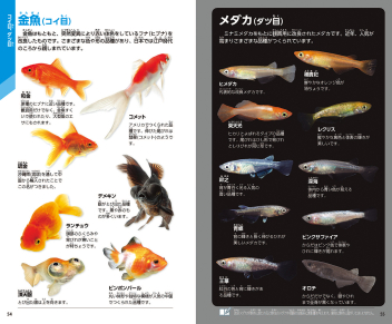 学研の図鑑LIVE（ライブ）ポケット『魚 新版』 ｜ 学研出版サイト