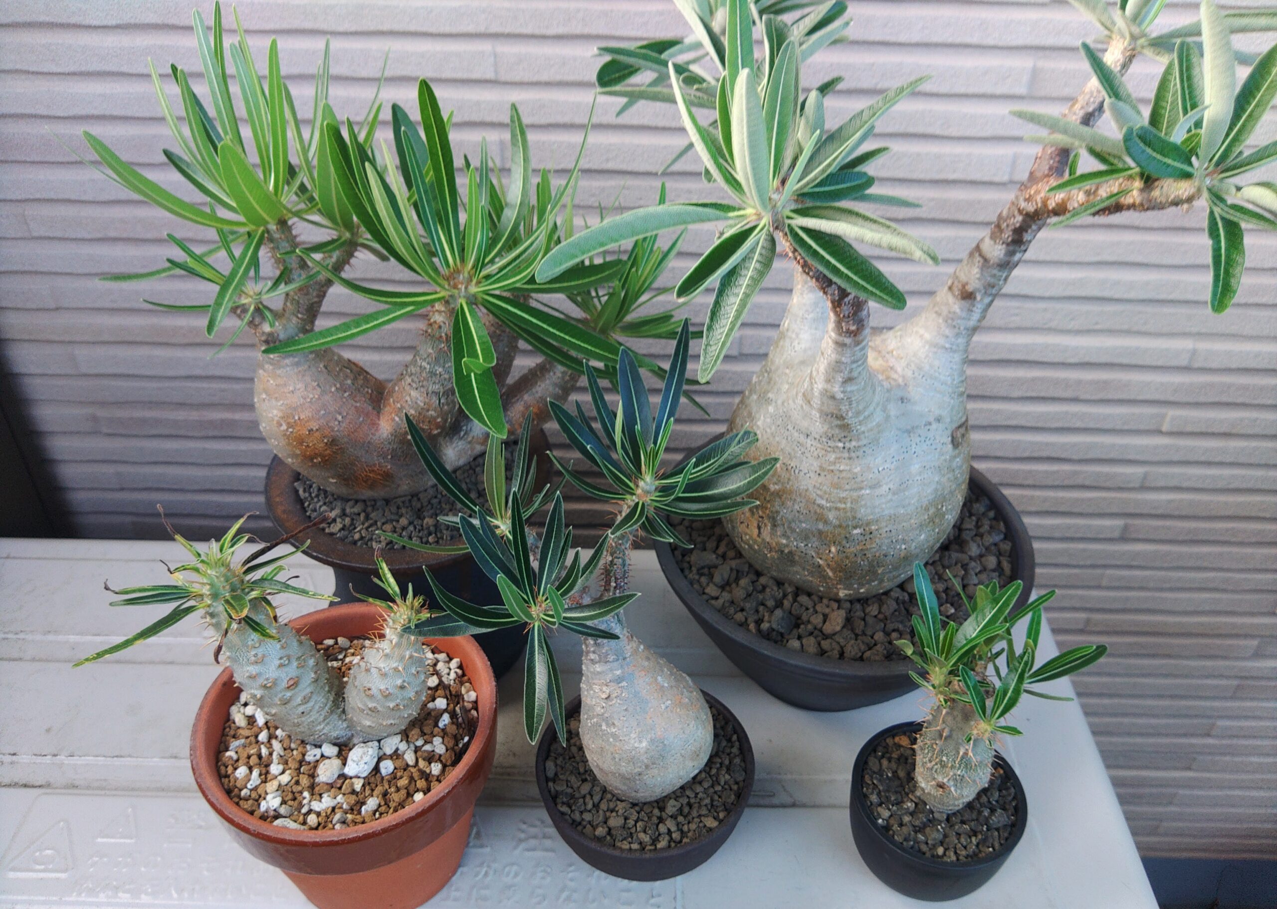 育成方法】グラキリスの現地球、実生を太らせる育て方の解説と考察