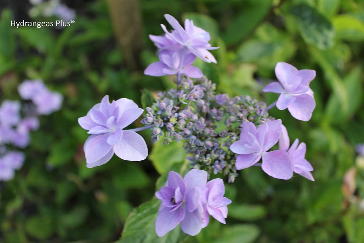 Hydrangea Macrophylla Jogasaki – Hydrangeas Plus