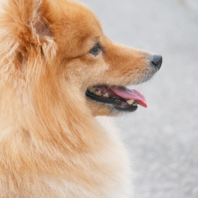 犬 #愛犬 #dog #doglover #dogstagram #all_dog_japan #犬ばか部 #ふわ