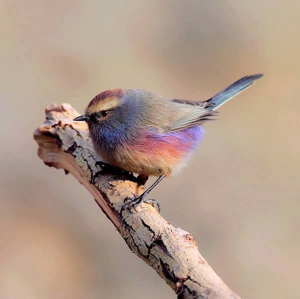 White-browed tit-warbler