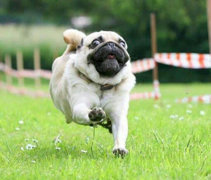 Run Pug, Run!!