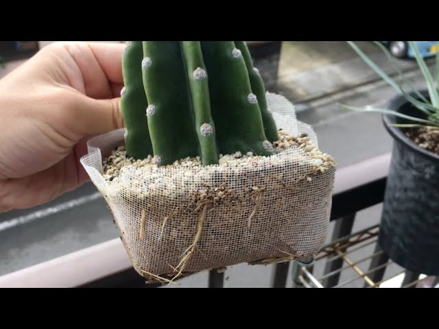 柱サボテンの胴切り・発根管理・ブランチ作り（鬼面角） - YouTube