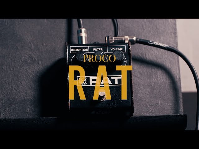 PROCO RAT - YouTube