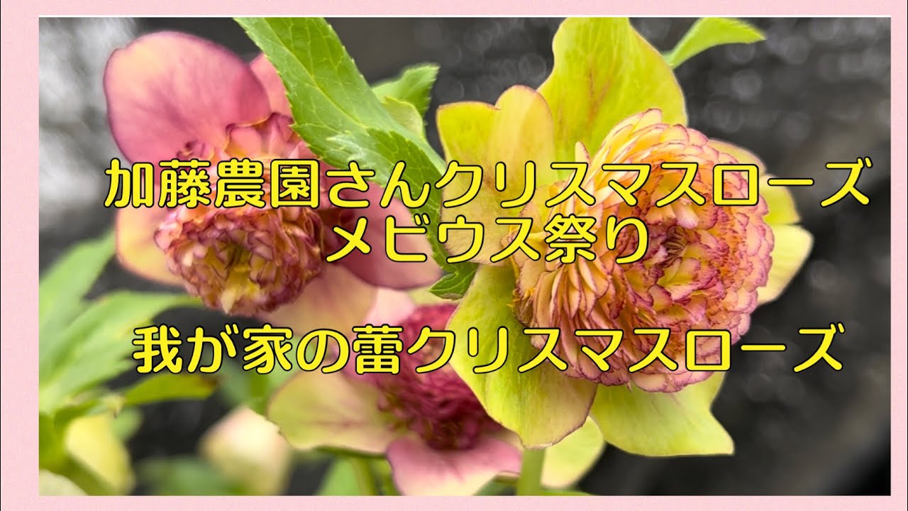 加藤農園さんクリスマスローズ メビウス祭り！！我が家の蕾クリスマス