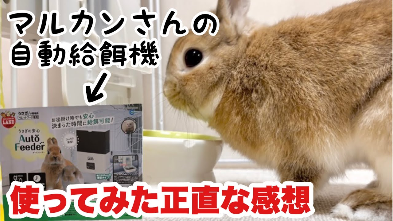 オートフィーダー】ウサギのペレットを自動給餌してくれる商品を買い