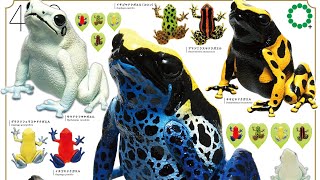 Poison Dart Frog the BEST