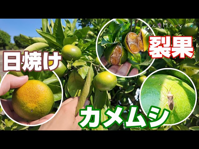 Mid-September] Sunburn, fruit cracking, high acidity, damage from