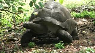 ギネス記録で世界一長生きの亀は191歳で現存する最古の陸生動物 | ビバラク