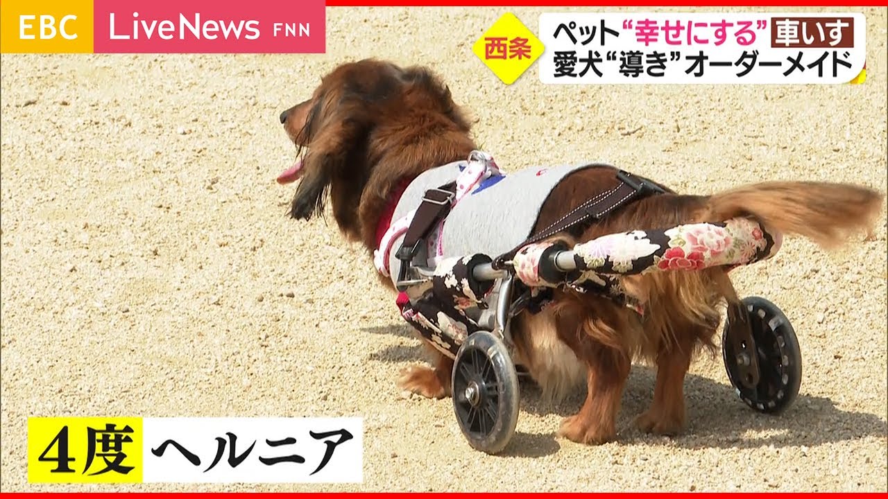 Special Feature] Happiness for pets and their owners - Pet